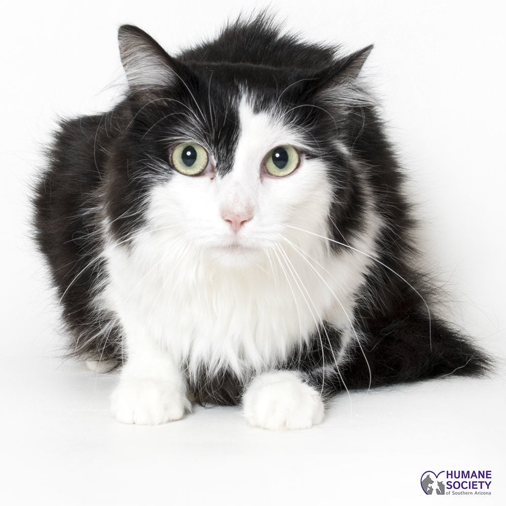 Adopt a friend: Pulse